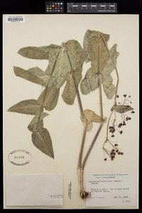 Asclepias cordifolia image