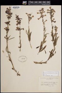 Penstemon attenuatus var. pseudoprocerus image
