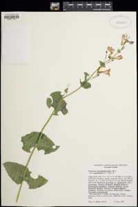 Penstemon pseudospectabilis image