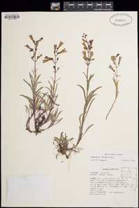 Penstemon roezlii image