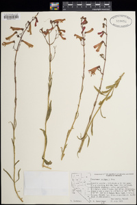 Penstemon rostriflorus image