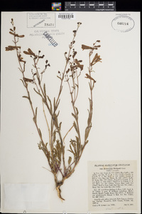 Penstemon rostriflorus image