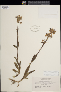 Penstemon rydbergii image