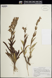 Penstemon scariosus var. scariosus image