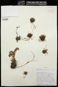 Image of Sempervivum caucasicum