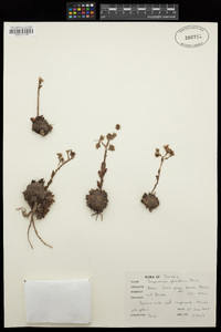 Image of Sempervivum glabrifolium