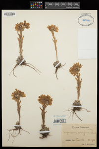 Image of Sempervivum soboliferum