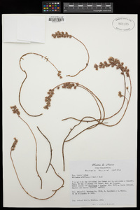 Villadia albiflora image