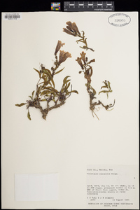 Penstemon speciosus image