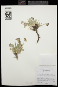 Trifolium andersonii subsp. beatleyae image