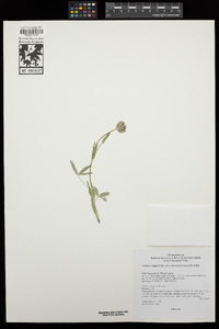 Trifolium longipes image