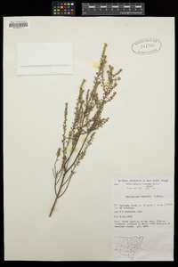 Phyllanthus hirtellus image
