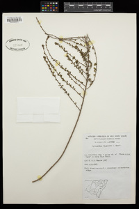 Phyllanthus hirtellus image
