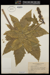 Ricinus communis image