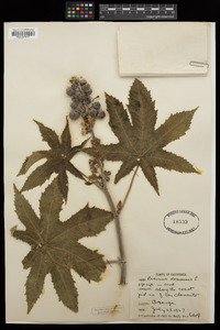 Ricinus communis image