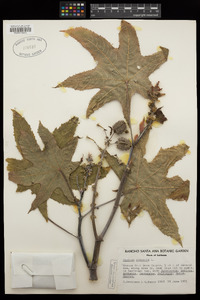 Ricinus communis image