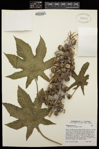 Ricinus communis image