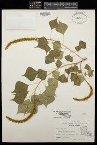 Sapium sebiferum image