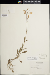 Penstemon tenuiflorus image