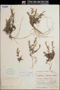 Penstemon thompsoniae subsp. thompsoniae image