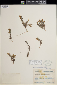 Penstemon thompsoniae image