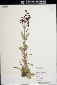 Penstemon utahensis image