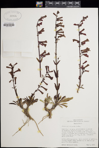 Penstemon utahensis image