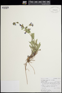 Penstemon virens image