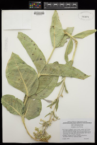 Asclepias erosa image