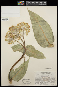 Asclepias erosa image