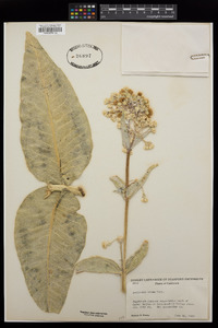 Asclepias erosa image