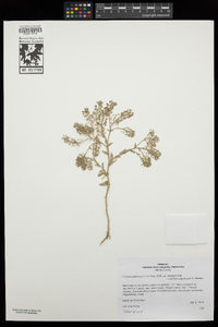 Cardaria pubescens image