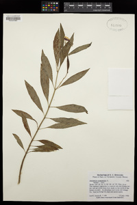 Asclepias curassavica image