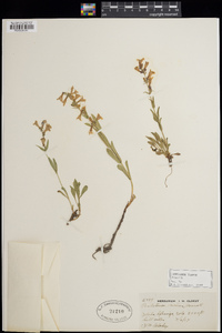 Penstemon virens image