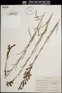 Penstemon virgatus image