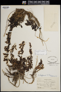 Penstemon whippleanus image