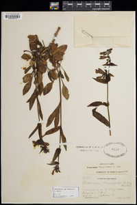 Penstemon whippleanus image