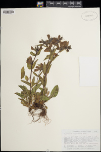 Penstemon whippleanus image