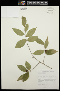 Savia sessiliflora image