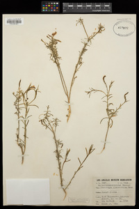 Stillingia linearifolia image