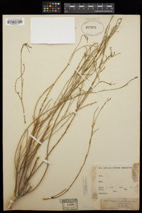 Stillingia linearifolia image