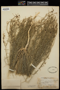 Stillingia linearifolia image