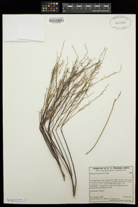 Stillingia linearifolia image