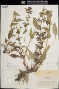 Penstemon wilcoxii image