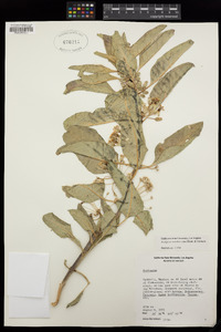 Asclepias oenotheroides image