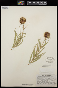 Asclepias asperula image