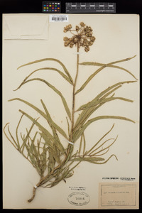 Asclepias asperula image