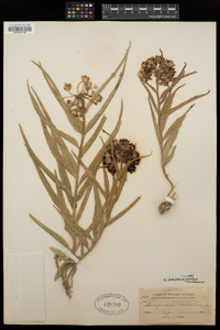 Asclepias asperula subsp. asperula image