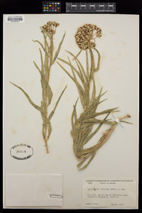 Asclepias asperula image