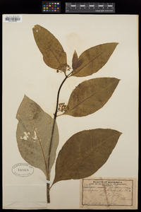 Asclepias phytolaccoides image